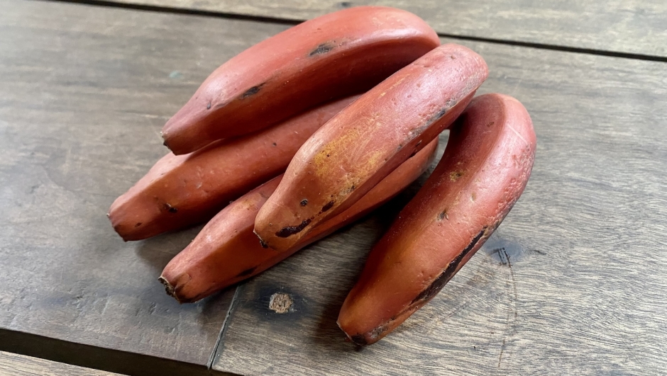 Banane rosse: cosa sono, curiosità e benefici per gli occhi e il sistema immunitario