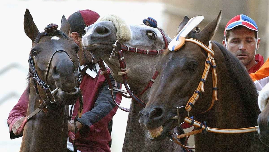 Palio di Siena 2024 oggi 16 agosto orario, contrade, fantini, cavalli