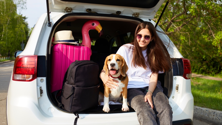 A young girl and a beagle dog are sitting in the trunk of a car. Next to a suitcase and things for a summer vacation at sea. Traveling with a pet by car.