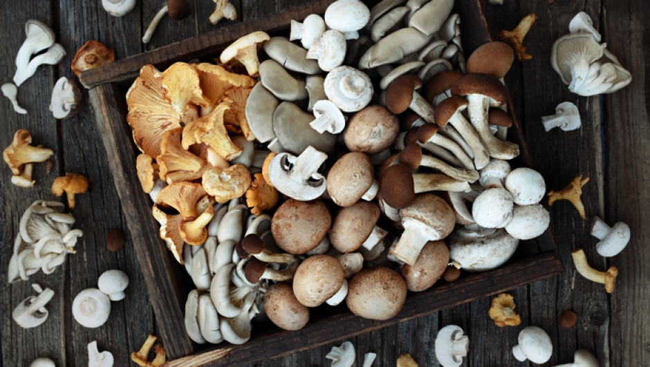 Funghi commestibili e come cucinarli