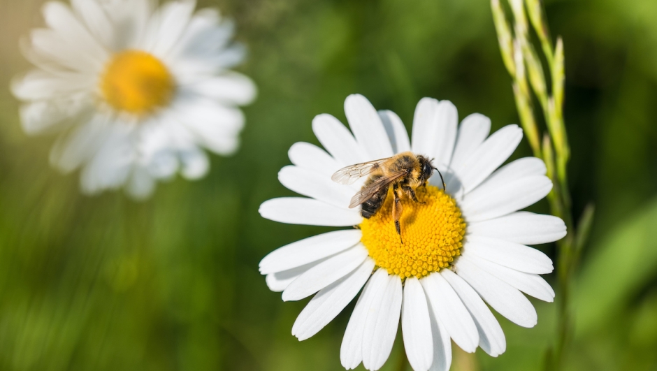 Beautiful honeybee close-up when pollinating the sunlit ox-eye daisy. Grass in a spring green background