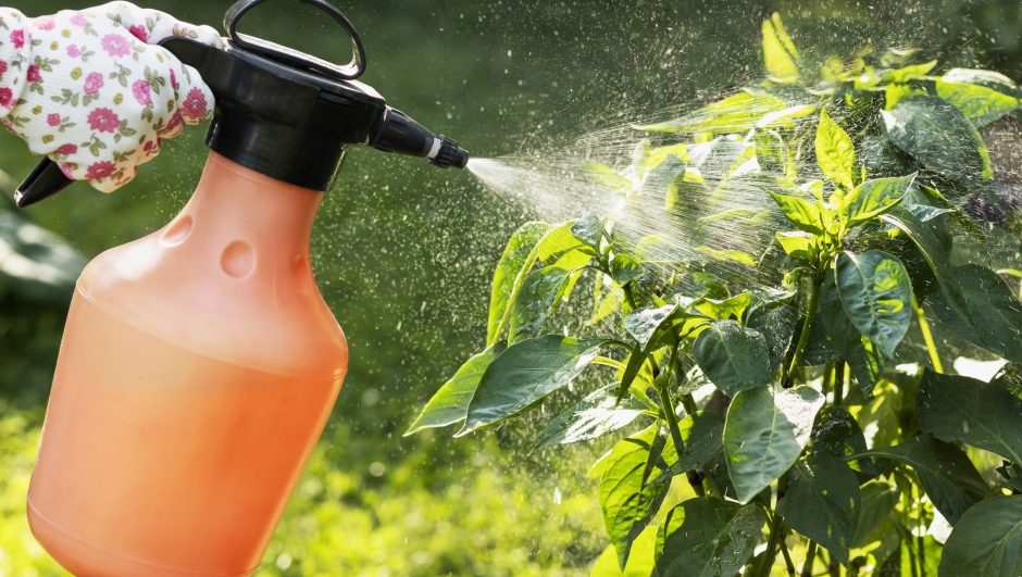 Spraying Pesticides of Vegetable Pepper Plant in Garden. Growing and Care Vegetable Garden. Pest Control.  Close up.