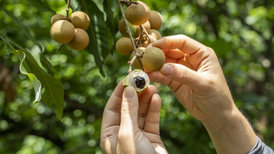 Occhio di drago: frutto dalle mille virt, dalla vitamina C agli antiossidanti