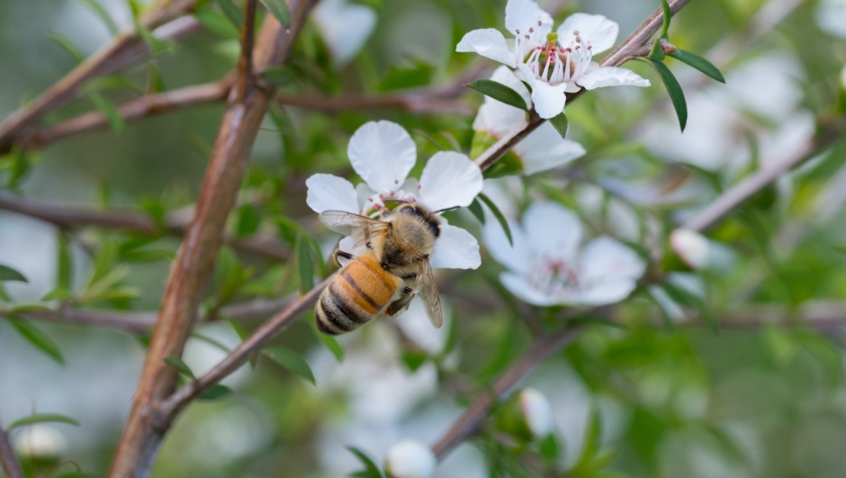 Honey Bee on Manuka flower flower collecting pollen and nectar to make manuka honey with medicinal benefits