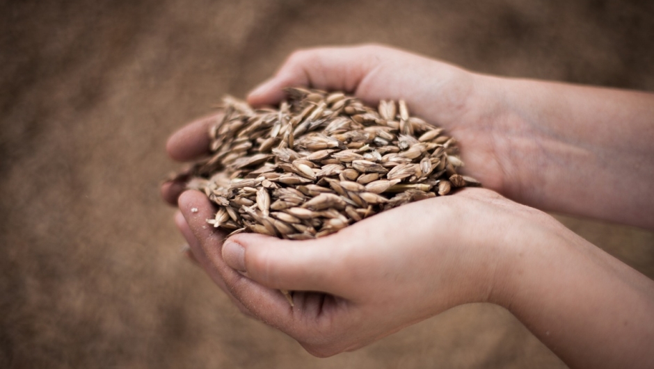 Farro spelta  il migliore, perch