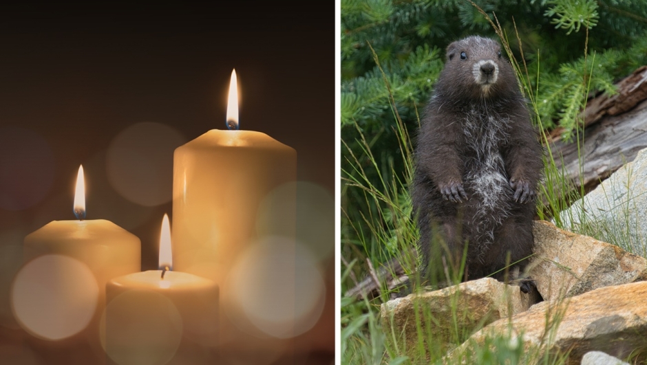 Perch il 2 febbraio  la Candelora e il Giorno della Marmotta