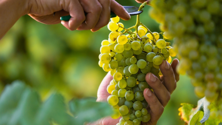 Close up of Worker's Hands Cutting White Grapes from vines during wine harvest in Italian Vineyard.