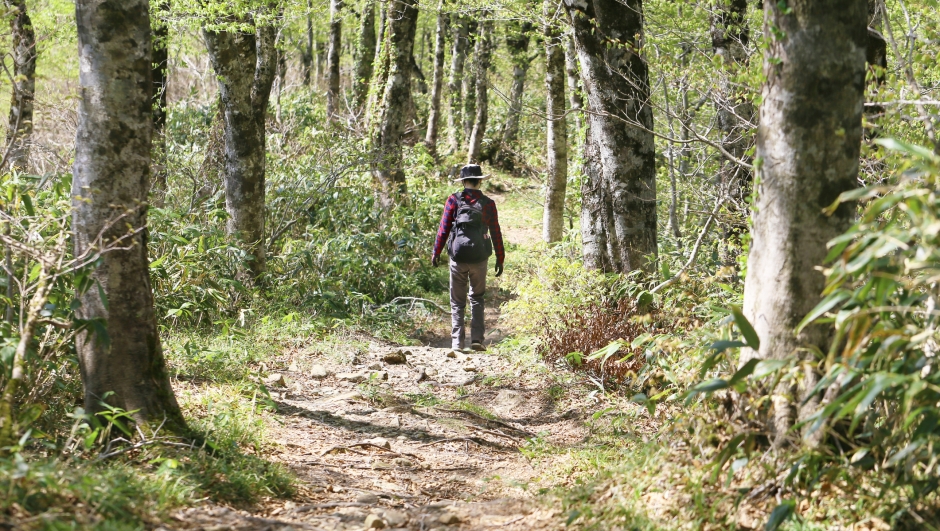 A woman trekking in beech forest.