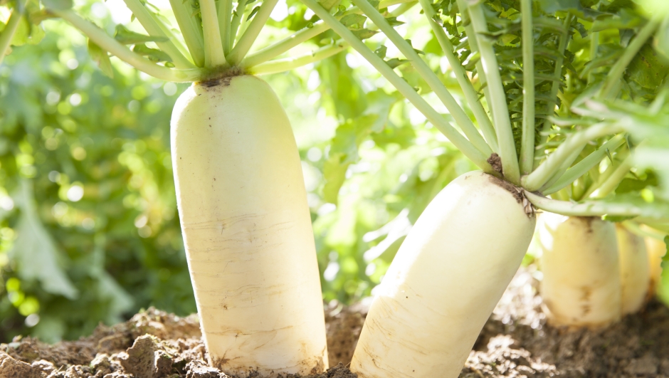 Japanese radish in the field