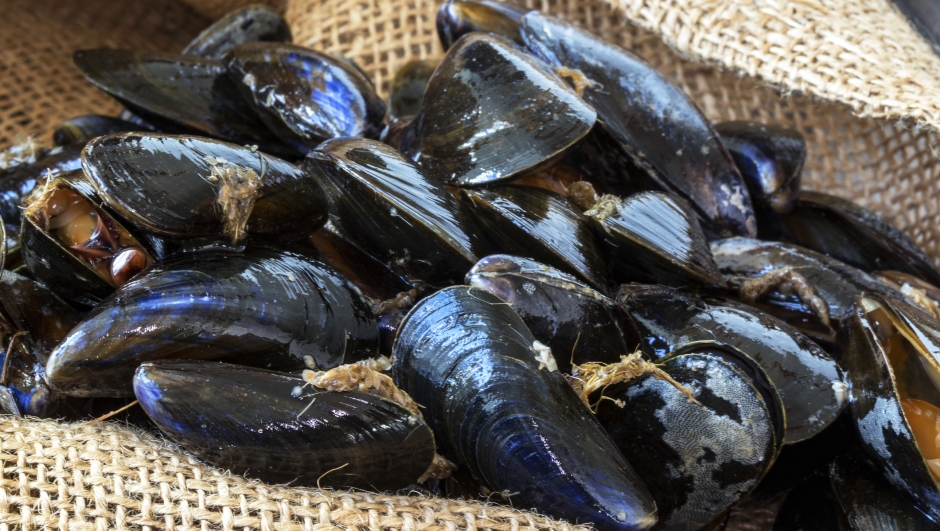  record di ricoveri a Napoli e vietati i frutti di mare crudi. Ecco perché