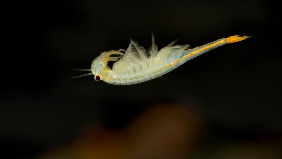 Un virus marino ha fatto il salto di specie: una persona ha perso la vista