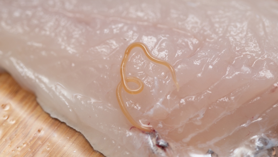 Tossine marine quali sono e come difendersi