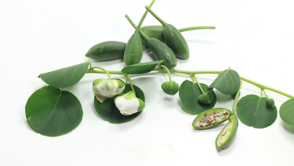 twig of caper with flowers and seeds cucunci white background