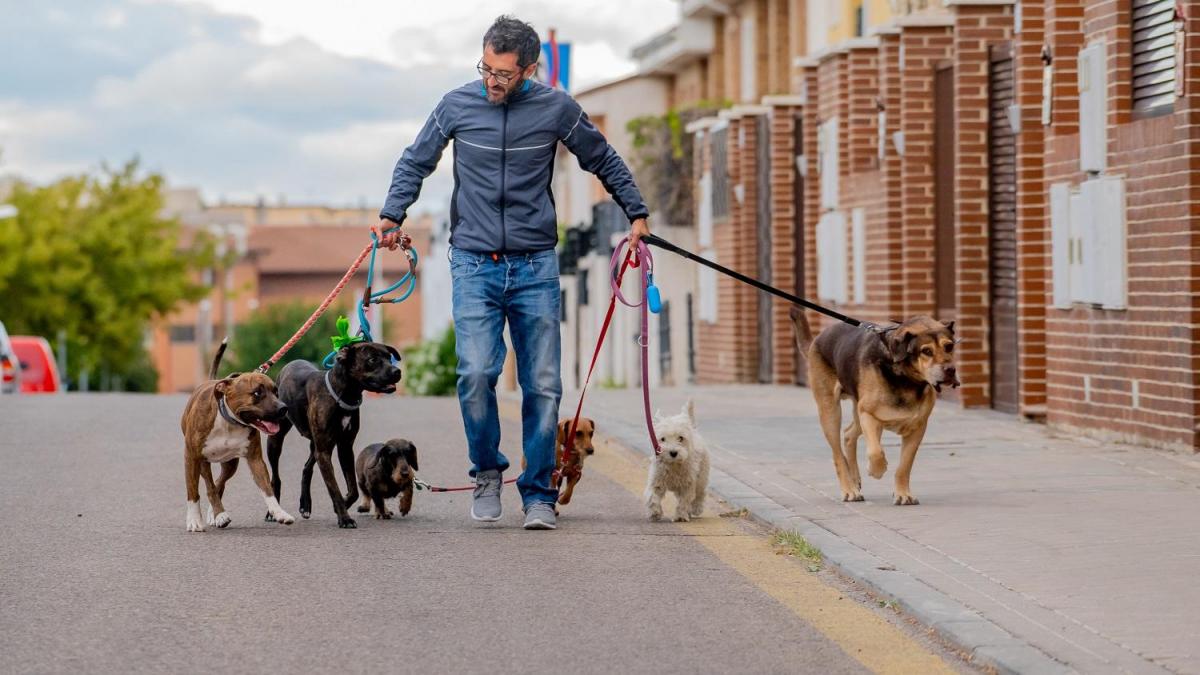 Picchia i cani e morde il dog sitter, arrestato a Napoli un ...