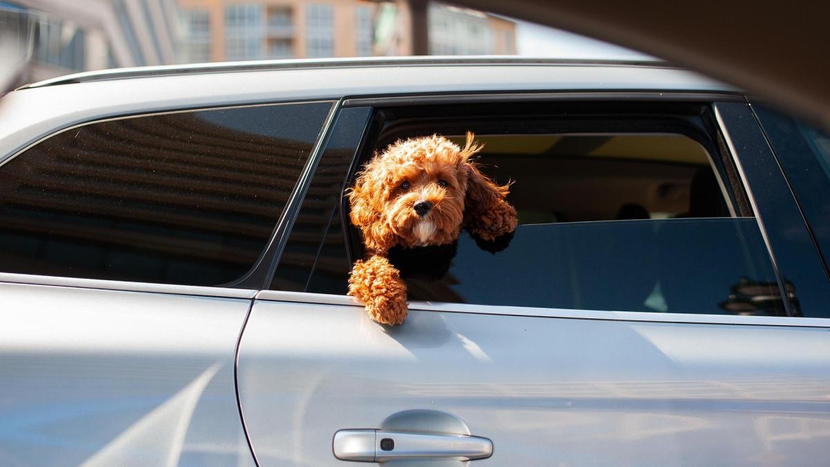 Viaggiare Con Il Cane In Auto Si Pu I Consigli Per Una Vacanza