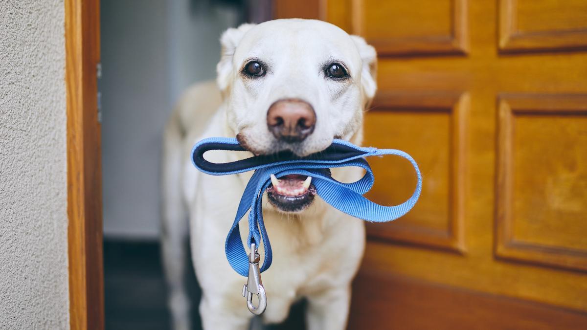Longevità: perché avere un cane fa vivere meglio e più a lungo Longevità: perché avere un cane fa vivere meglio e più a lungo