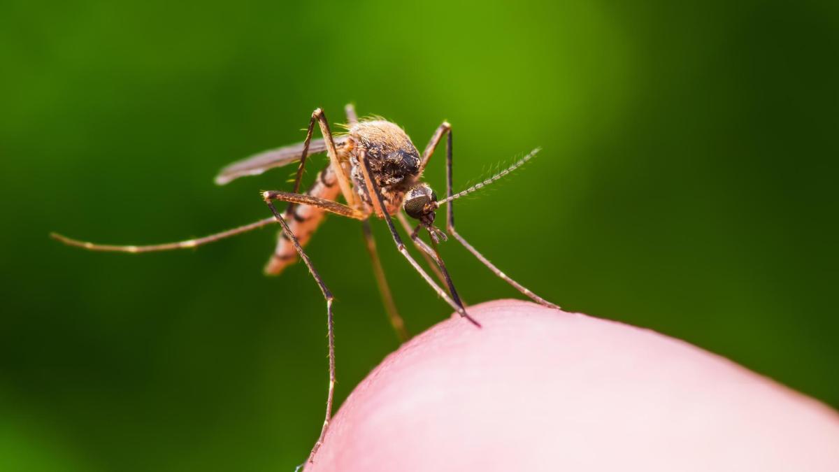 Zanzare: quale tipo di sangue preferiscono e perché è importante saperlo Zanzare: quale tipo di sangue preferiscono e perché è importante saperlo