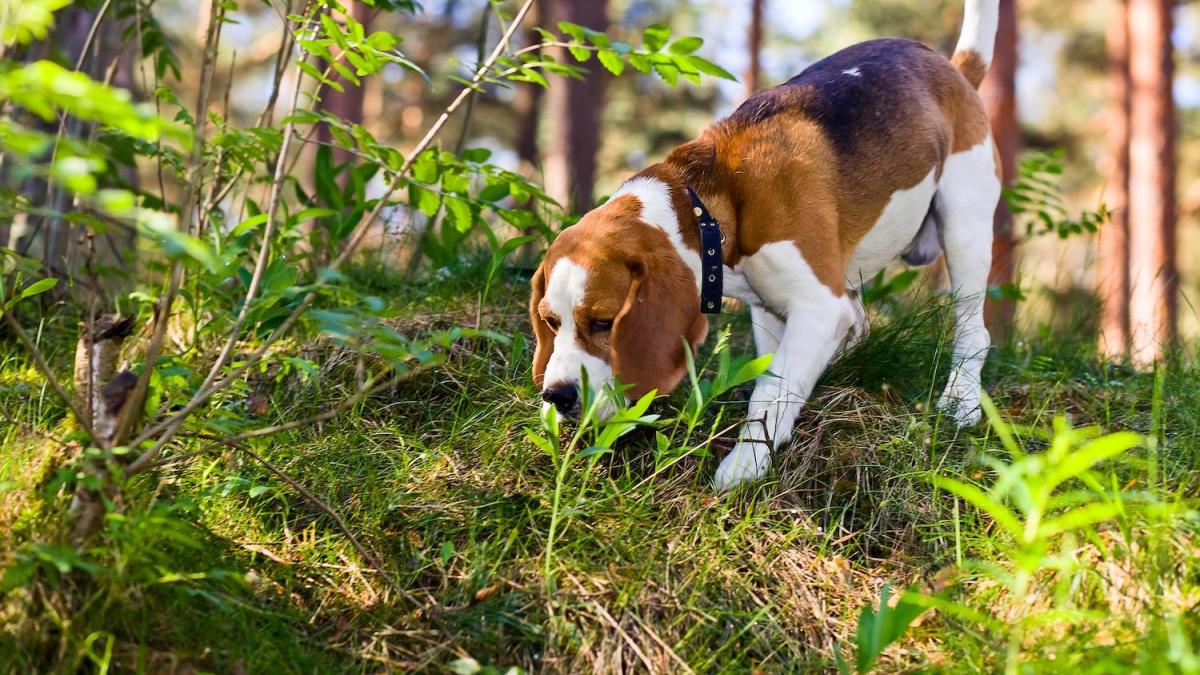 Il caso delle lumache killer in Australia: i rischi per cani e uomini Il caso delle lumache killer in Australia: i rischi per cani e uomini