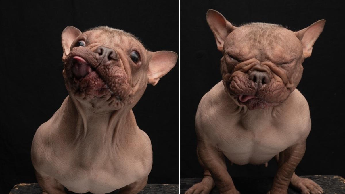 Il cane più brutto del mondo 2025 è un incrocio con un bulldog francese: chi è Petunia Il cane più brutto del mondo 2025 è un incrocio con un bulldog francese: chi è Petunia