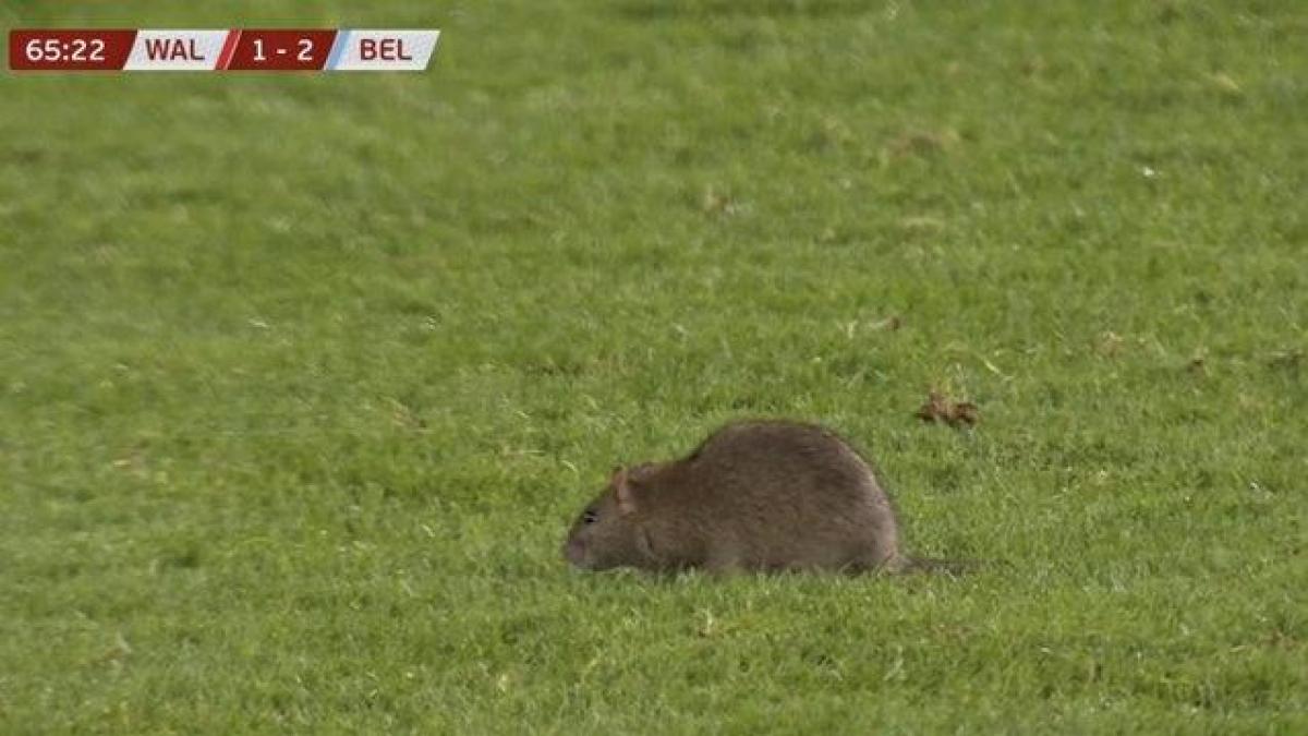 Invasione di campo a Cardiff: l Invasione di campo a Cardiff: l