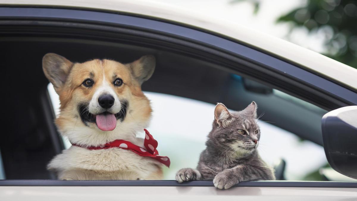 trasportare cane e gatto in auto e moto cosa dice la legge e che multe si rischiano