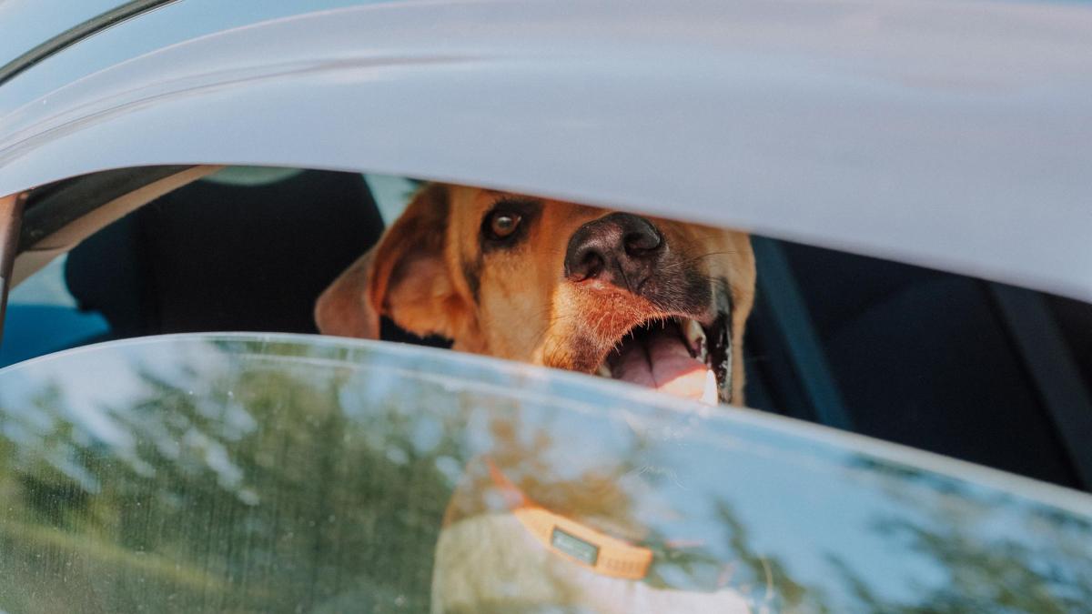 cane lasciato in auto sotto il sole possiamo rompere il vetro da Gazzetta.it cane lasciato in auto sotto il sole possiamo rompere il vetro