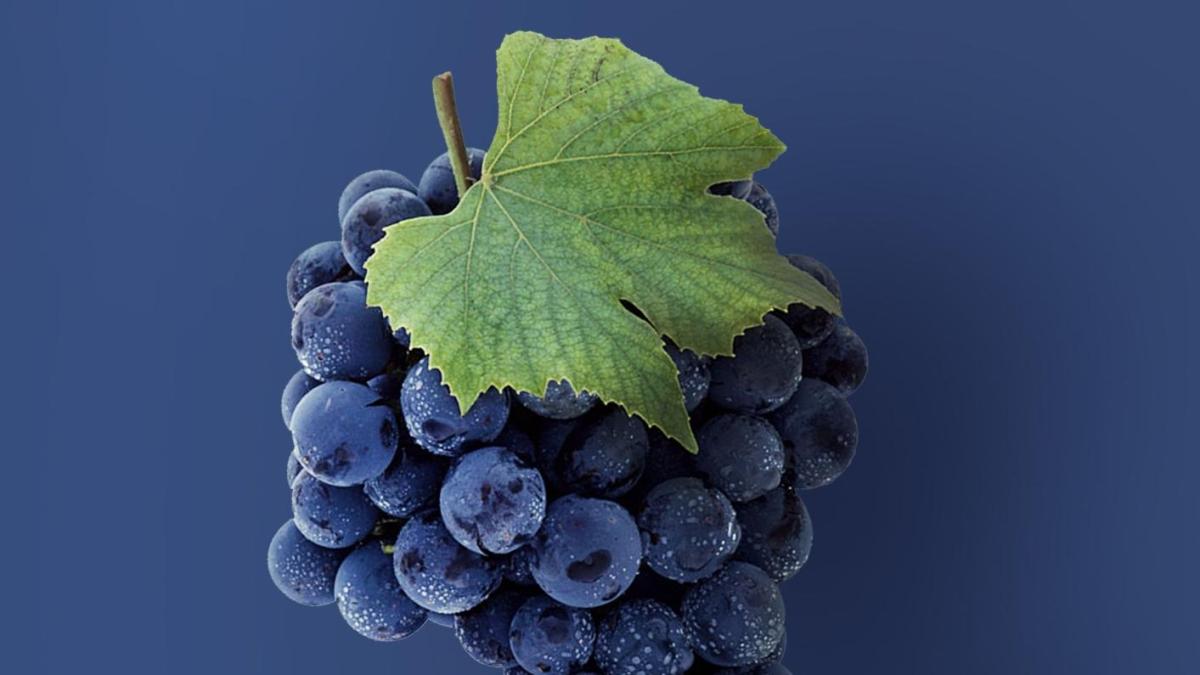 perch233 l uva fragola 232 considerata un alleata contro l invecchiamento da Gazzetta.it perch233 l uva fragola 232 considerata un alleata contro l invecchiamento