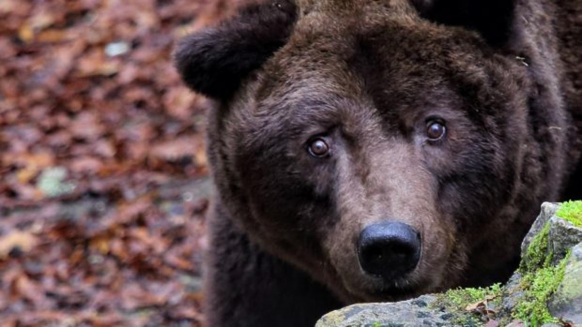 Come difendersi da un orso? No allo spray al peperoncino, ecco