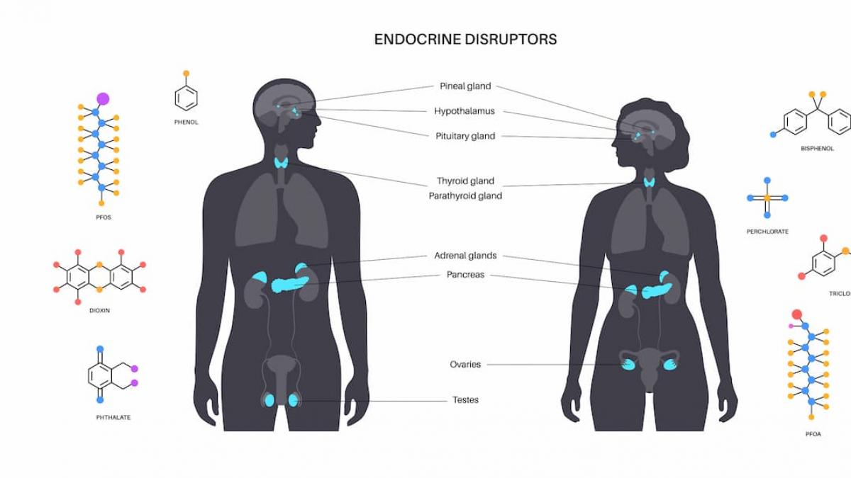 Interferenti Endocrini In Alimenti, Cosmetici, Plastica: Gli Effetti ...