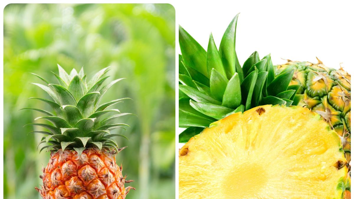 Ananas proprietà, calorie, benefici e controindicazioni Gazzetta.it
