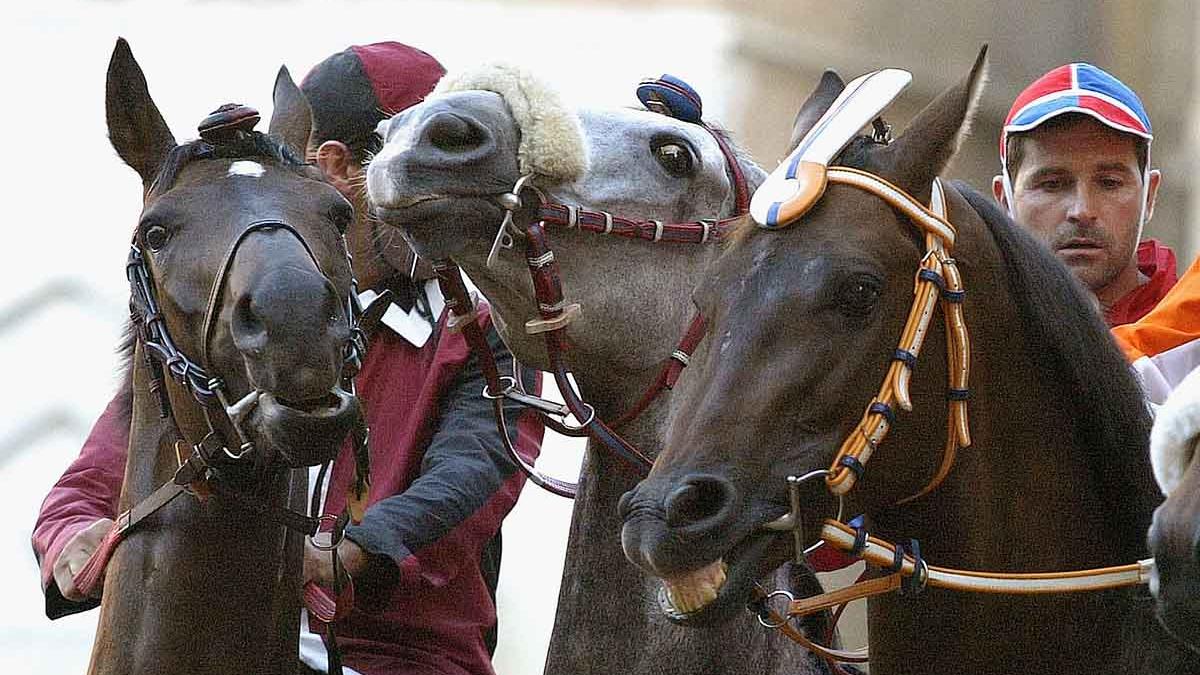 Palio di Siena 2025 del 2 luglio: i cavalli assegnati alle Contrade Palio di Siena 2025 del 2 luglio: i cavalli assegnati alle Contrade