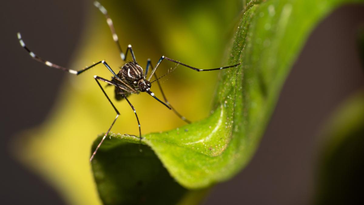 Riprogrammare le zanzare maschi per combattere la febbre dengue: la nuova strategia