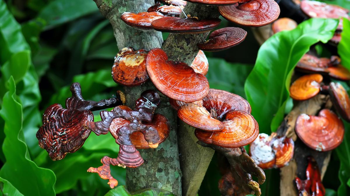 Reishi: ecco perch&#xE9; &#xE8; considerato il fungo dell&#x2019;immortalit&#xE0;