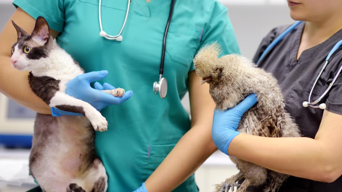 un ceppo minore dell aviaria potrebbe scatenare una pandemia lo studio