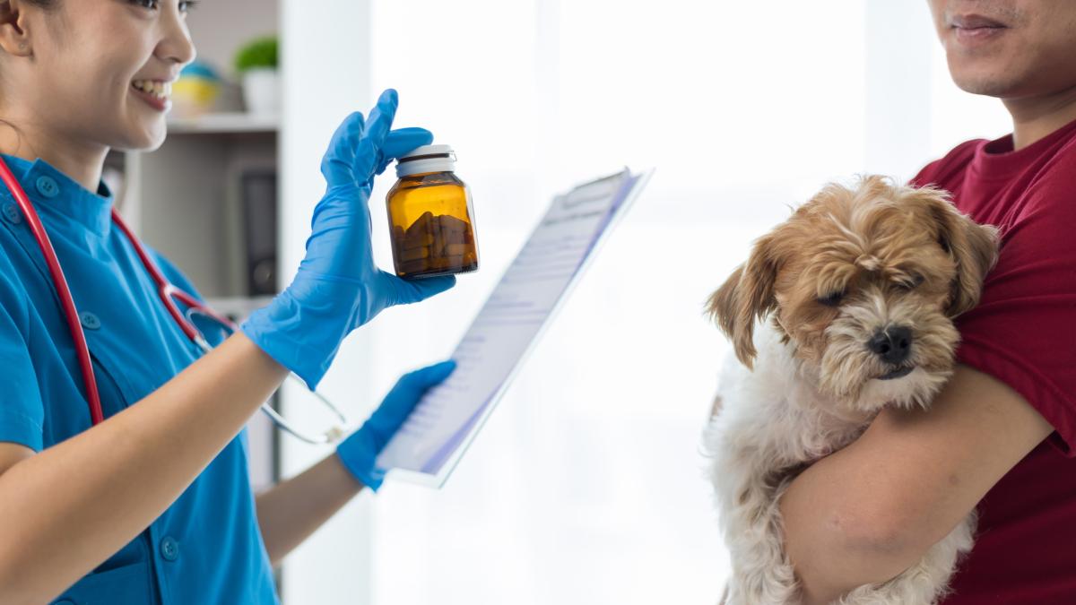 Animali domestici: perché la prevenzione veterinaria è una questione di salute pubblica