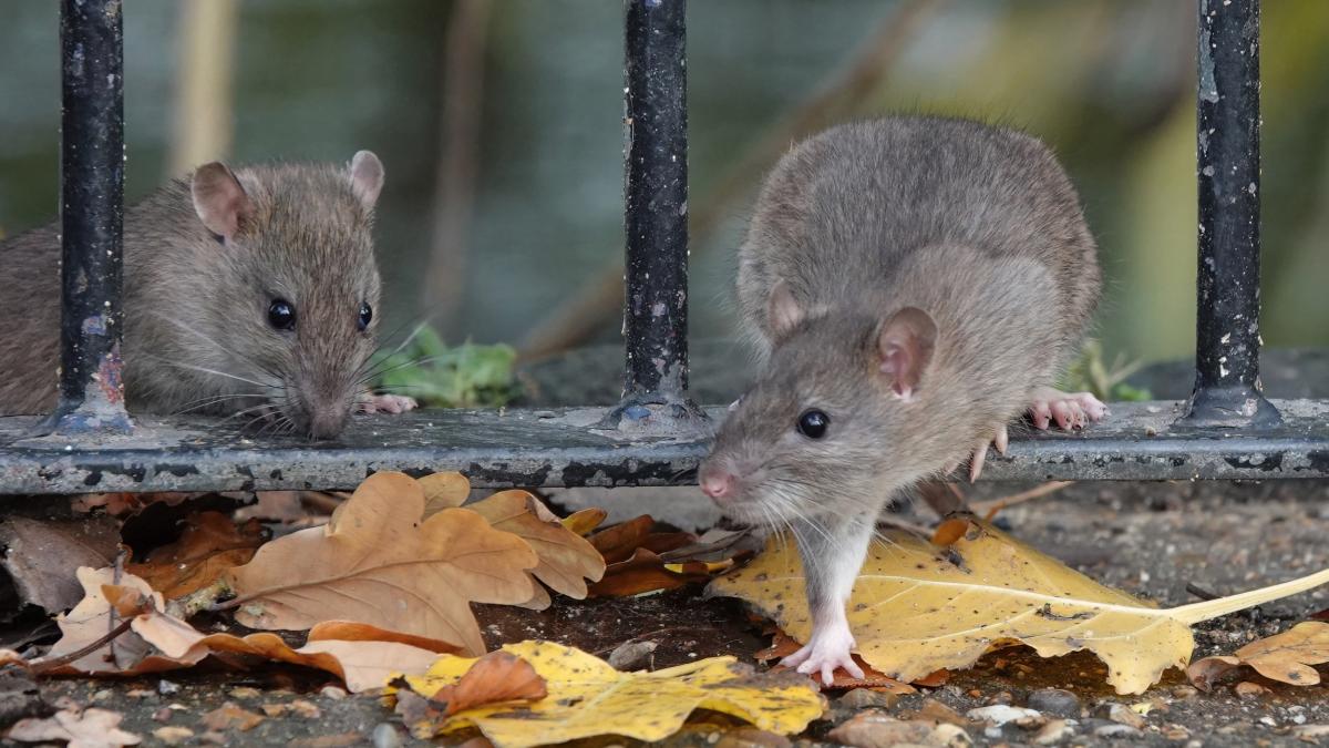 Hantavirus: quando la presenza di topi può diventare pericolosa