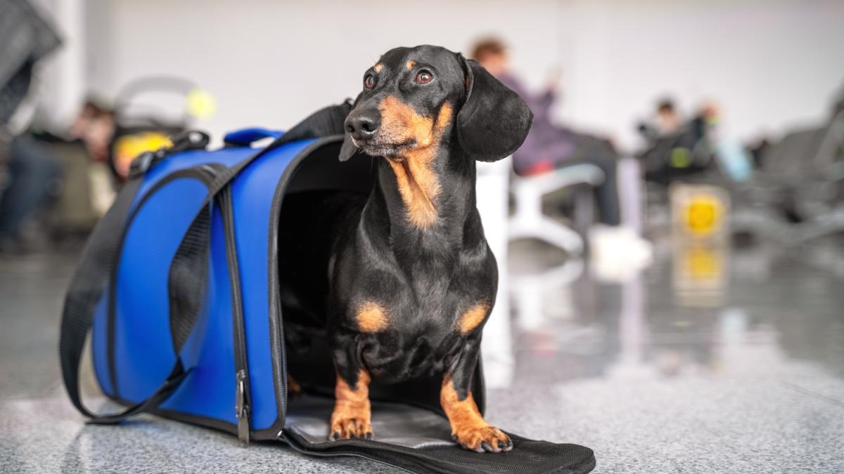 Viaggi in aereo, cani e gatti potranno volare in cabina: le nuove regole