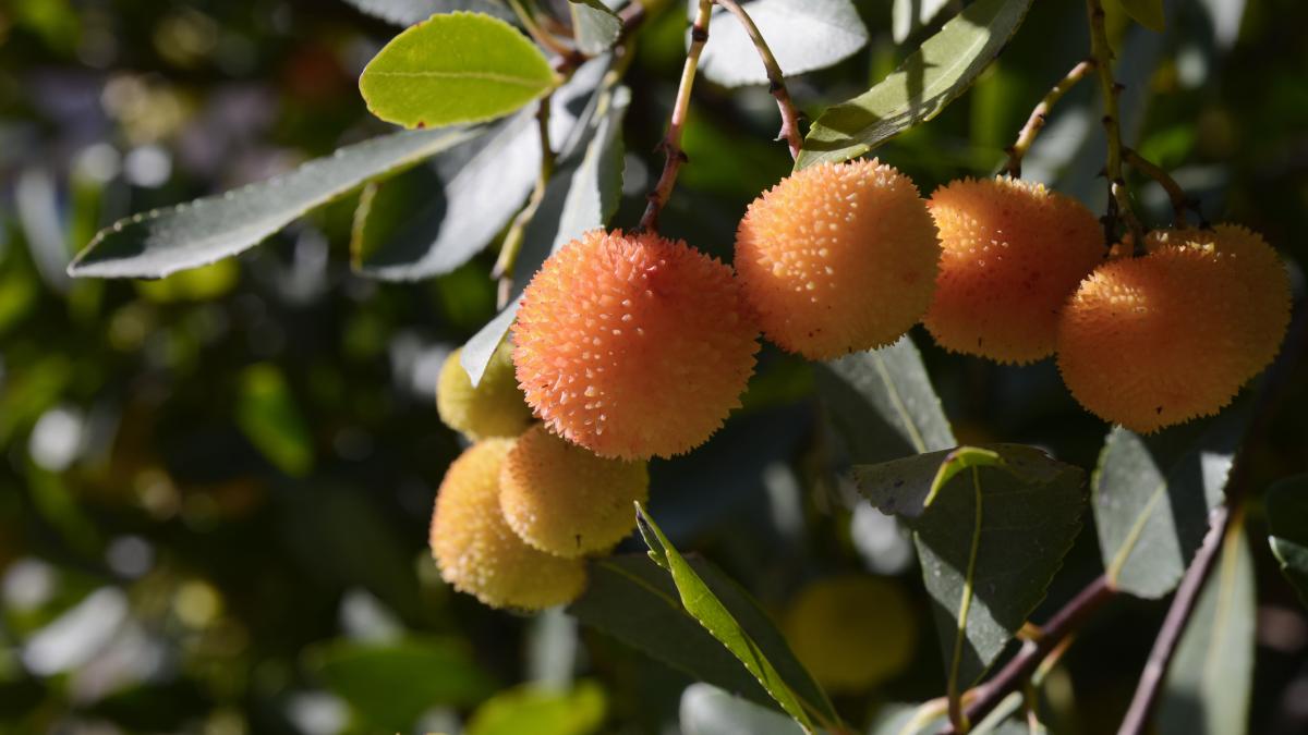 Colite ulcerosa: secondo uno studio una pianta può aiutare a prevenirla Colite ulcerosa: secondo uno studio una pianta può aiutare a prevenirla