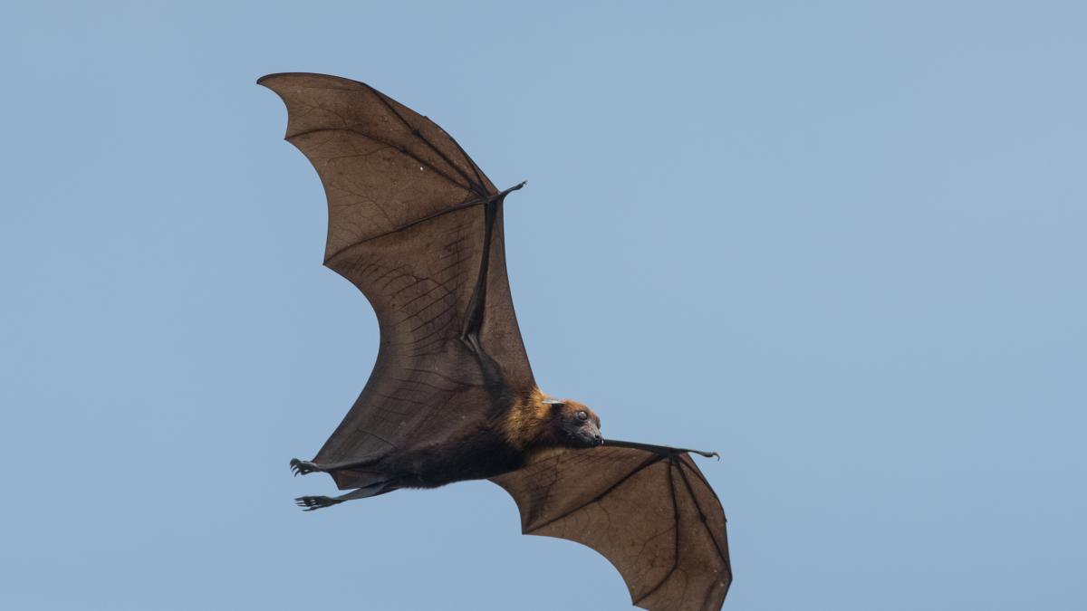 Virus letali nei pipistrelli in Cina, gli esperti: "Pericolo di altre epidemie" Virus letali nei pipistrelli in Cina, gli esperti: "Pericolo di altre epidemie"