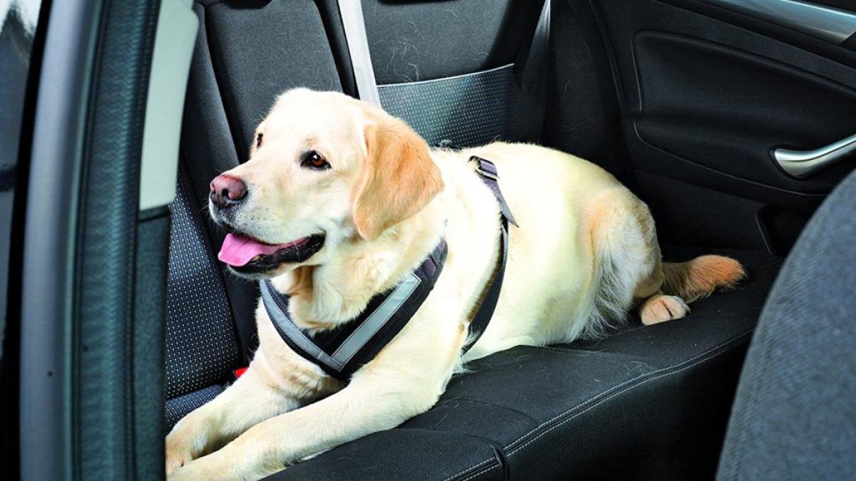 Cani e gatti in auto, come trasportarli senza problemi Cani e gatti in auto, come trasportarli senza problemi