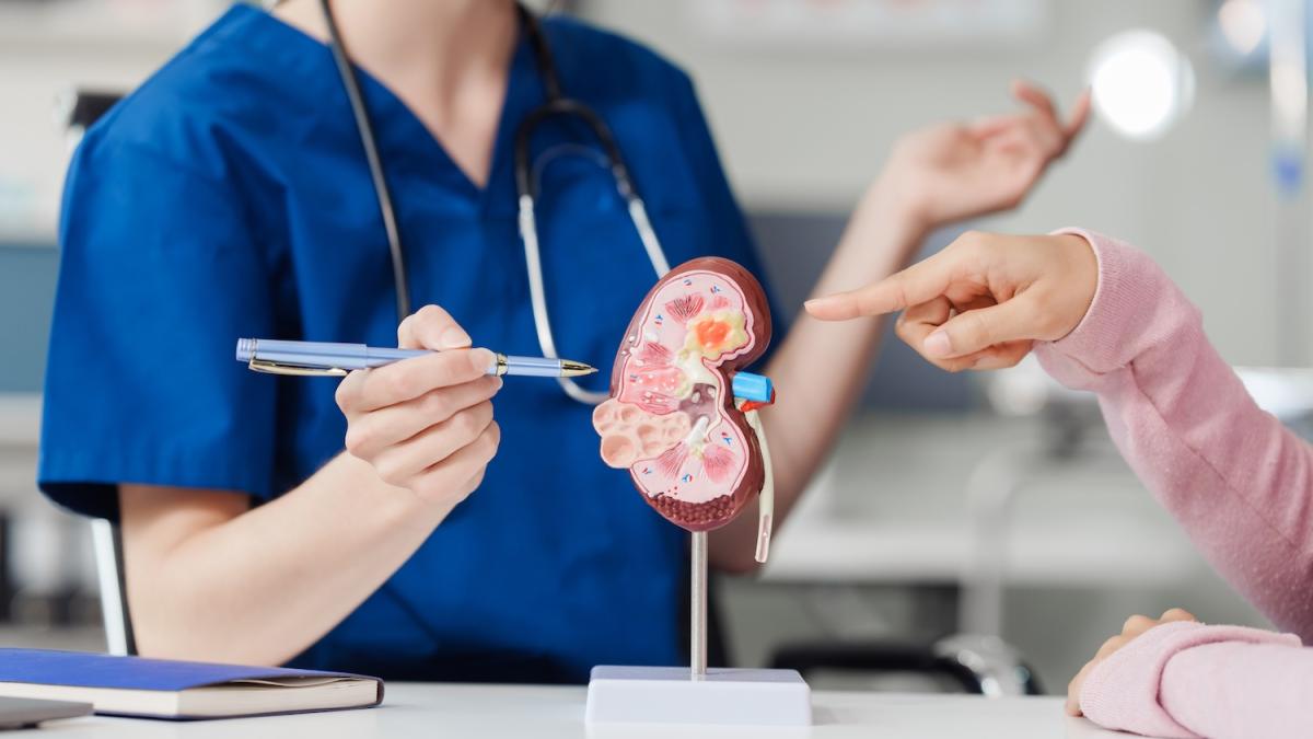 l estate 232 pericolosa per i reni come difenderli da calcoli e insufficienza renale da Gazzetta.it l estate 232 pericolosa per i reni come difenderli da calcoli e insufficienza renale