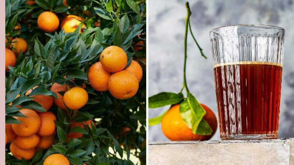 Chinotto: dal frutto alle bevande, tutte le proprietà e i benefici Chinotto: dal frutto alle bevande, tutte le proprietà e i benefici