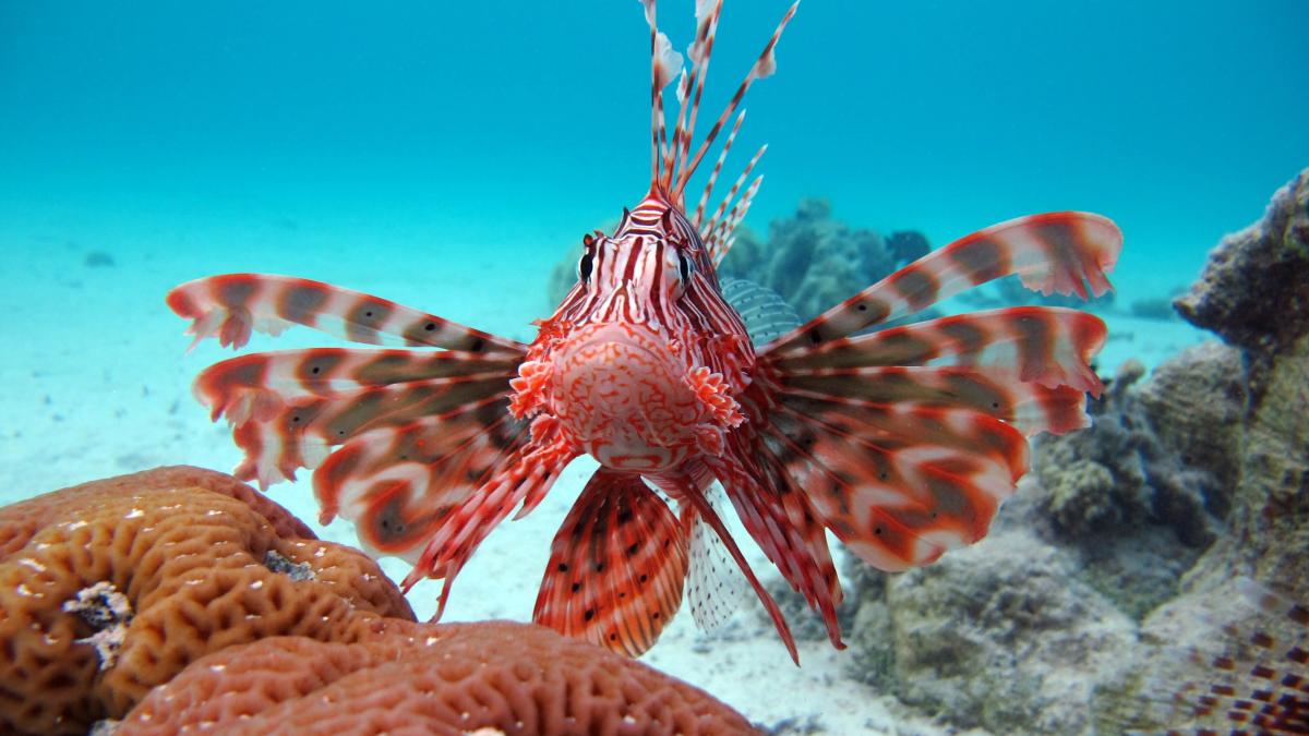 https://dimages2.gazzettaobjects.it/files/og_thumbnail/uploads/2025/08/11/6899bad48c784.jpeg
