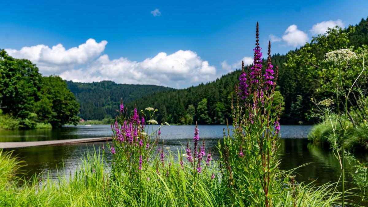 I piccoli laghi della Carinzia, dove si può fare sport lontano dalla folla