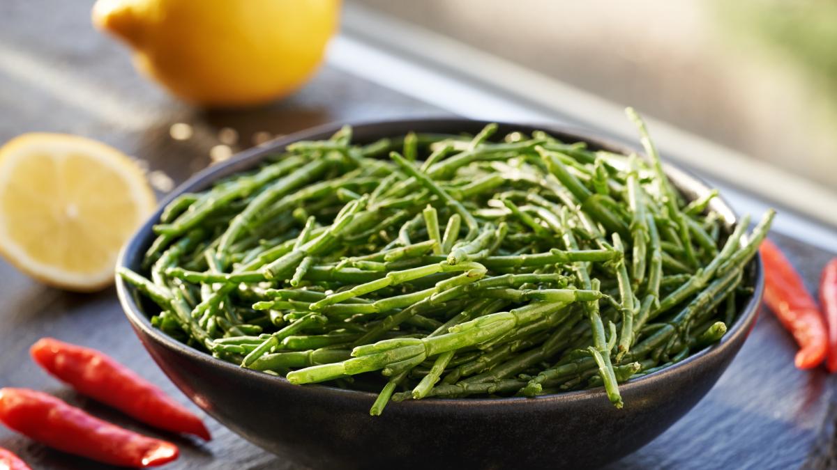 salicornia dai benefici agli usi tutto sull8217asparago di mare che conquista i piatti gourmet