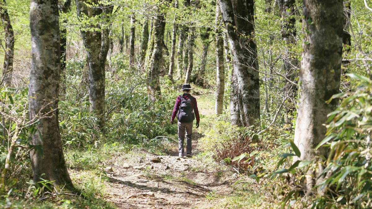 forest bathing cammina nel bosco per ritrovare l equilibrio psicofisico