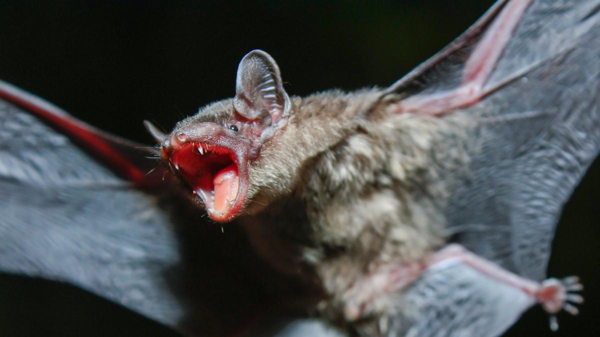 Rischio coronavirus tra suini e pipistrelli: lo studio sugli allevamenti nel Nord Italia