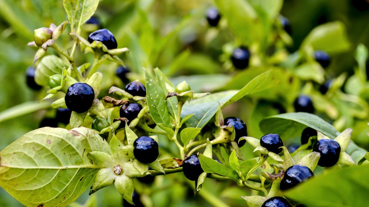 Alcaloidi del tropano: cosa sono, in quali alimenti possono trovarsi e perché fanno male Alcaloidi del tropano: cosa sono, in quali alimenti possono trovarsi e perché fanno male