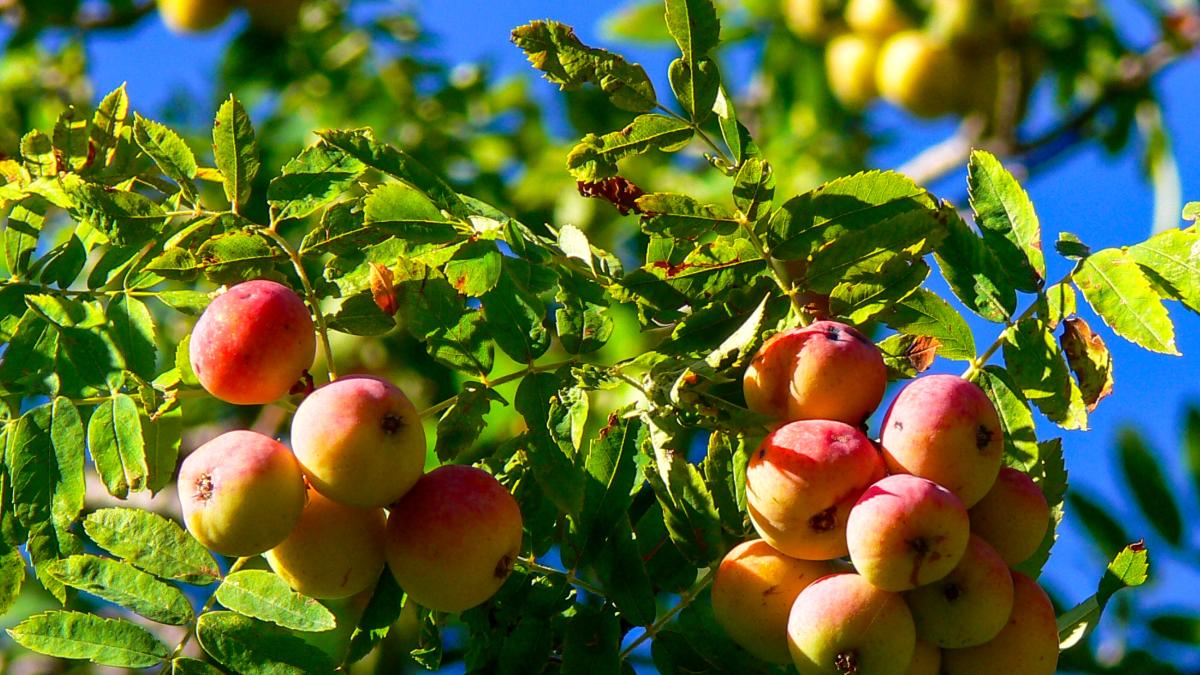 Sorbe: energia e supporto al sistema immunitario. Le proprietà di un frutto sottovalutato Sorbe: energia e supporto al sistema immunitario. Le proprietà di un frutto sottovalutato