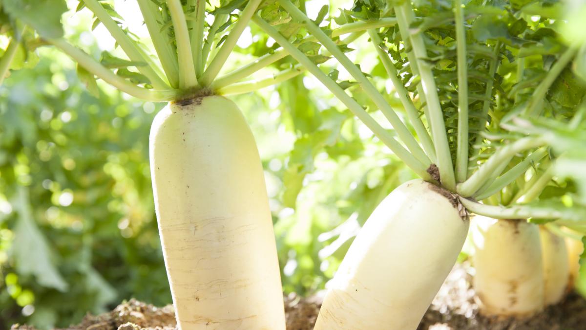 Daikon, la radice bianca che depura e aiuta la forma fisica